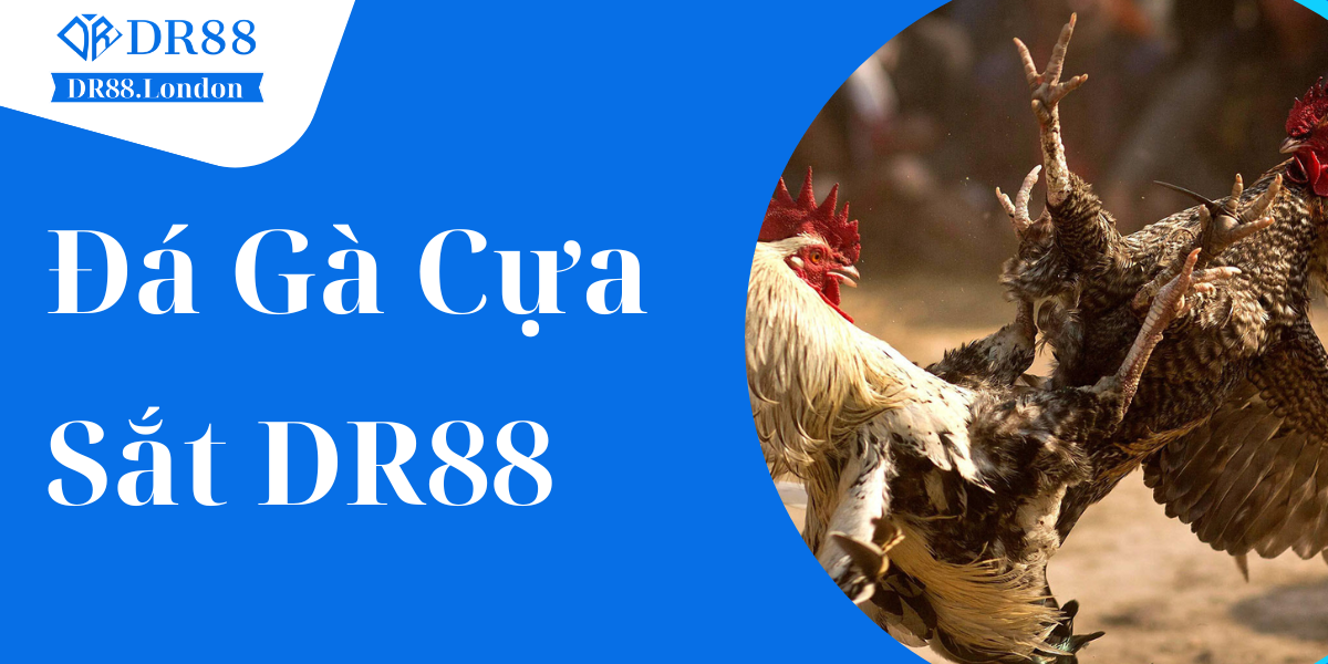 Đá Gà Cựa Sắt DR88 - Bí Quyết Giúp Chiến Kê Bách Chiến Bách Thắng