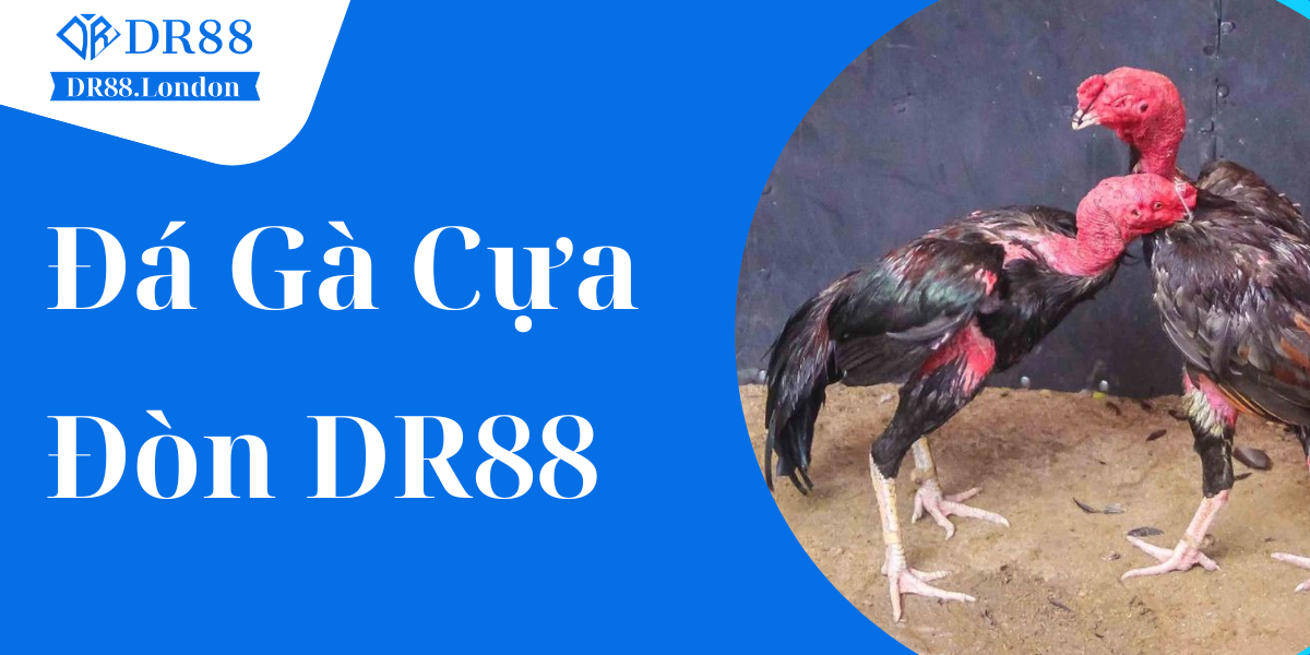 Đá Gà Đòn DR88 - Đấu Trường Cá Cược Trực Tuyến Với Tỷ Lệ Thưởng