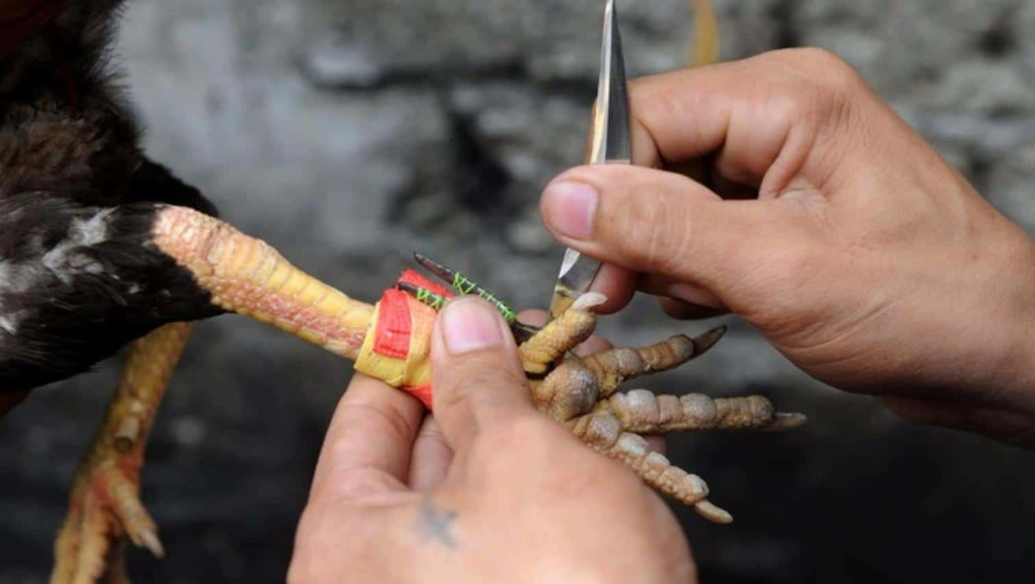 Khám phá đá gà cựa dao DR88